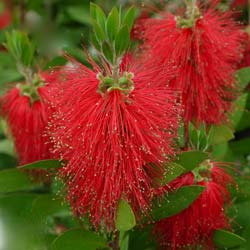 Callistemon x laevis